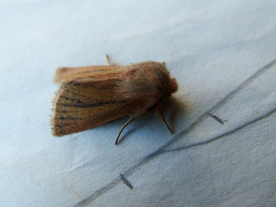 Small Wainscot